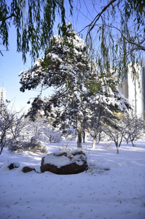 昨日大雪